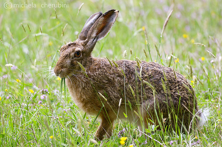 RODITORI E LAGOMORFI SELVATICI